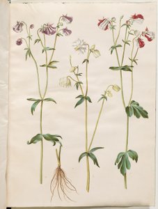 Aquilegia vulgaris (كولومبين شائع) بواسطة ماريا سيبيلا ميريان