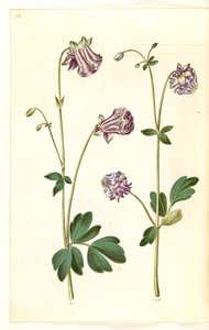 Aquilegia vulgaris (كولومبين شائع) بواسطة ماريا سيبيلا ميريان