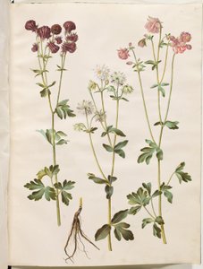 Aquilegia vulgaris (كولومبين شائع) بواسطة هانز سيمون هولتزبيكر