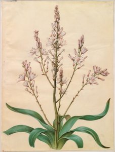 Asphodel ramosus (نرجس أخضر) بواسطة ماريا سيبيلا ميريان