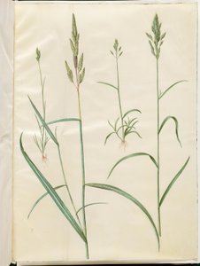 شعير البروموس (blød hejre) ؛ Phalaris arundinacea بواسطة هانز سيمون هولتزبيكر