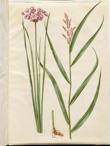 Butomus umbellatus (شمعة العروس) ؛ Phragmites australis (القصب المشترك) بواسطة ماريا سيبيلا ميريان