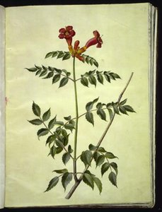 Campsis radicans (زهرة البوق الشائعة) بواسطة هانز سيمون هولتزبيكر