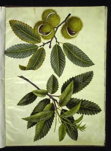 Castanea sativa (كستناء حقيقي) بواسطة ماريا سيبيلا ميريان