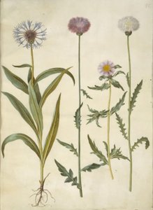 Centaurea montana (عقدة الجبل) ؛ Amberboa Moschata (رائحة السلطان) بواسطة هانز سيمون هولتزبيكر