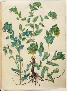 Cerinthe Major (ستور فوكسورت) بواسطة ماريا سيبيلا ميريان