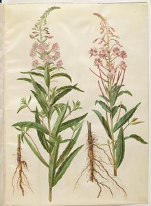 Chamerion angustifolium (smalbladet gederams) بواسطة هانز سيمون هولتزبيكر