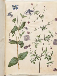 ياسمين التكامل (blå staudeklematis) ؛ ياسمين فيتيكيلا (سكوفرانك إيطالي) بواسطة ماريا سيبيلا ميريان
