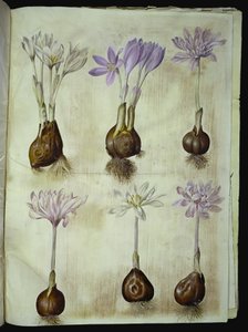 اللحلاح الخريفي (høst-tidløs) بواسطة هانز سيمون هولتزبيكر