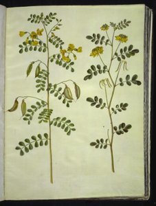 Colutea arborescens (عشبة المثانة الشائعة) ؛ Hippocrepis Emperus (بوش حدوة حصان) بواسطة ماريا سيبيلا ميريان