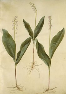كونفالاريا المجالس (زنبق الزنبق) ؛ Convallaria Majalis (مجموعة متنوعة من زنبق الوادي) بواسطة هانز سيمون هولتزبيكر