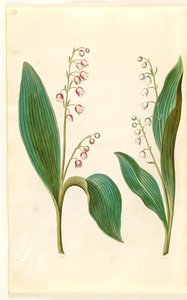 كونفالاريا المجالس الوردية (زنبق الوادي الأحمر) ؛ Convallaria majalis (Convallaria majalis) بواسطة ماريا سيبيلا ميريان