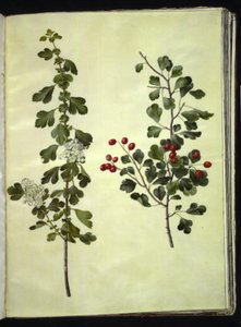 Crataegus laevigata (الزعرور الشائع) بواسطة ماريا سيبيلا ميريان