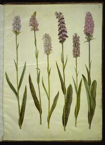 Dactylorhiza maculata (عشبة الوقواق المبقعة) بواسطة ماريا سيبيلا ميريان