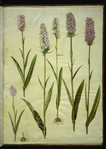 Dactylorhiza maculata (عشبة الوقواق المبقعة)