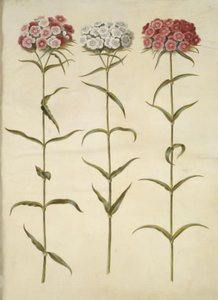 Dianthus barbatus (قرنفل الطالب)
