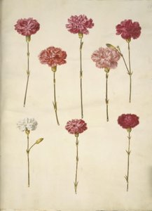 Dianthus caryophyllus (قرنفل الحديقة) بواسطة هانز سيمون هولتزبيكر