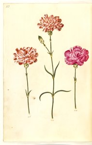 Dianthus caryophyllus (قرنفل الحديقة) بواسطة ماريا سيبيلا ميريان