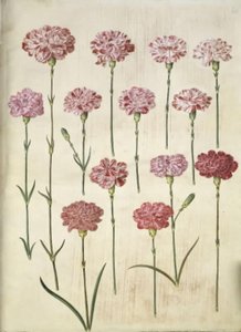 Dianthus caryophyllus (قرنفل الحديقة) بواسطة ماريا سيبيلا ميريان