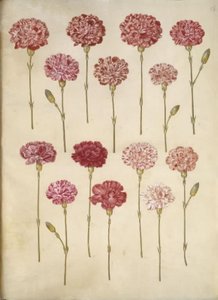Dianthus caryophyllus (قرنفل الحديقة) بواسطة ماريا سيبيلا ميريان