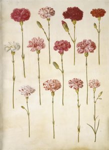 Dianthus caryophyllus (قرنفل الحديقة)