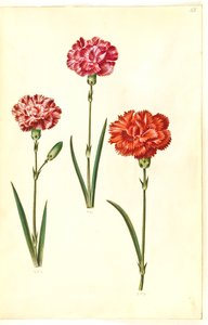 Dianthus caryophyllus (قرنفل الحديقة) بواسطة هانز سيمون هولتزبيكر
