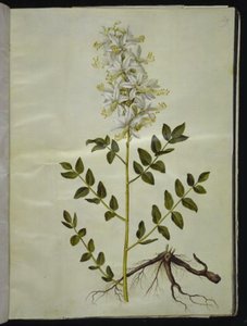 diktam الأبيض (hvid diktam) بواسطة ماريا سيبيلا ميريان