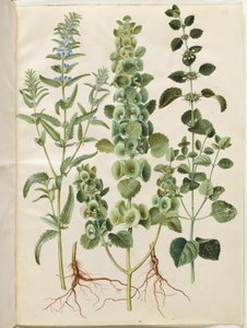 Dracocephalum moldavica (رأس التنين المولدافي) ؛ مولوكيلا سبينوزا (كوب قمع برج) ؛ ميليسا أوفيسيناليس (بلسم الليمون) بواسطة ماريا سيبيلا ميريان