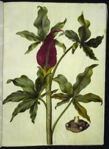 Dracunculus vulgaris (جذر التنين الشائع) بواسطة ماريا سيبيلا ميريان