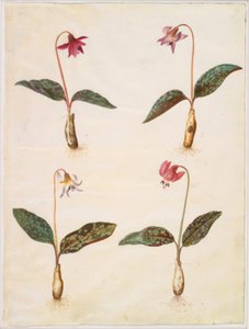Erythronium dens-canis (سن الكلب الحقيقي) بواسطة هانز سيمون هولتزبيكر