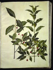 Euonymus latifolius (خشب عريض الأوراق) ؛ Euonymus europaeus (بونوود مشترك) بواسطة ماريا سيبيلا ميريان