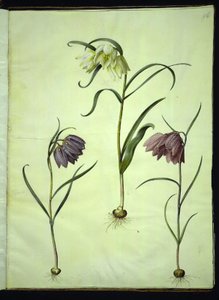 Fritillaria Meleagris (بيض الأفعى الشائعة) بواسطة هانز سيمون هولتزبيكر