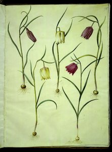 Fritillaria Meleagris (بيض الأفعى الشائعة) بواسطة هانز سيمون هولتزبيكر