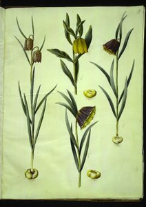 فريتيلاريا ميليجريس (بيض الأفعى الشائعة) ؛ Fritillaria aurea أو Fritillaria tubiformis & moggridgei (بيض فيبي) ؛ فريتيلاريا مونتانا بواسطة هانز سيمون هولتزبيكر