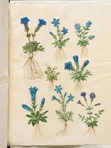 Gentiana acaulis (الجنطيانا غير الجذعية) ؛ جينتيانا فيرنا (الجنطيانا الربيعية) ؛ Gentiana acaulis (الجنطيانا غير الجذعية) ؛ الجنتيانا (أنواع الجنطيانا) بواسطة ماريا سيبيلا ميريان