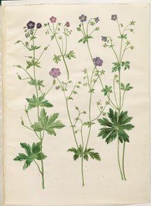 إبرة الراعي (منقار اللقلق الموجي) ؛ Geranium sylvaticum (منقار اللقلق الخشبي) بواسطة ماريا سيبيلا ميريان