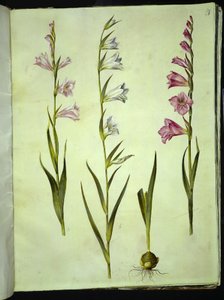 Gladiolus communis (الزنبق المشترك) بواسطة هانز سيمون هولتزبيكر