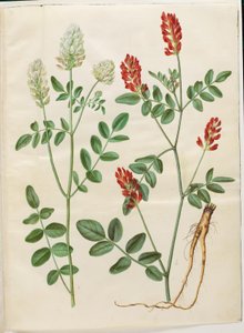 Hedysarum Coronarium (البرسيم الأحمر) بواسطة هانز سيمون هولتزبيكر