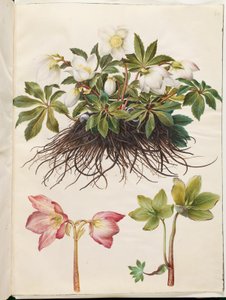 النيجر Helleborus (وردة عيد الميلاد المشتركة)