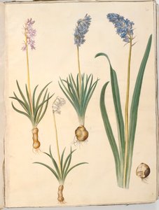 Hyacinthoides non-scripta (جرس شائع) ؛ Hyacinthoides hispanica (زهرة الجرس الاسبانية) بواسطة ماريا سيبيلا ميريان