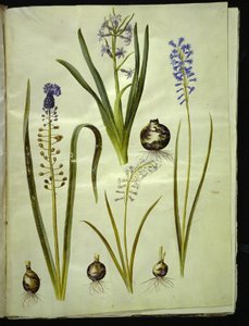 صفير شرقي (صفير الميندليج) ؛ Muscari comosum (duskhyacint) ؛ Brimeura amethystina (أزرق بيرينيسك) بواسطة هانز سيمون هولتزبيكر