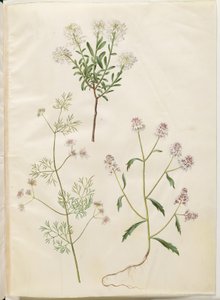 Iberis sempervirens (وسادة الثلج) ؛ Coriandrum sativum (الكزبرة الشائعة) ؛ امارا ايبيريس (زهرة القوس المر) بواسطة هانز سيمون هولتزبيكر