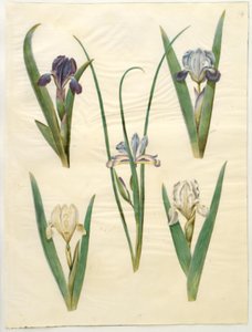 Iris pumila (قزحية منخفضة) أو Iris lutescens (قزحية قزمية) ؛ القزحية الجرامية (قزحية أوراق العشب) بواسطة ماريا سيبيلا ميريان