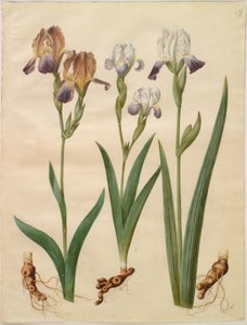 إيريس × سامبوسينا (رف قزحية) ؛ Iris × Amoena (Iris hybrid) بواسطة هانز سيمون هولتزبيكر