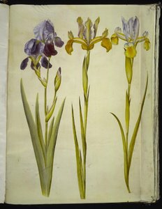 Iris × sambucina (الجرف القزحية) ؛ ايريس لاتيفوليا (الإنجليزية القزحية) بواسطة ماريا سيبيلا ميريان