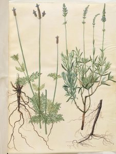 Lavandula multifida (لافندر سبايك) ؛ Lavandula angustifolia (الخزامى الحقيقي) بواسطة ماريا سيبيلا ميريان
