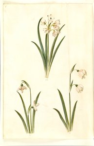 Leucojum aestivum (البرقوق الصيفي) ؛ Galanthus nivalis (قطرة الثلج الشائعة) ؛ Leucojum vernum (Dorotea lily) بواسطة ماريا سيبيلا ميريان