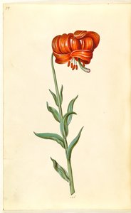 الزنبق العقيق (rød turbanlilje) بواسطة ماريا سيبيلا ميريان