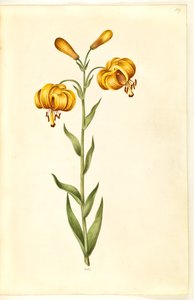 Lilium pyrenaicum (زنبق بيريني) بواسطة هانز سيمون هولتزبيكر