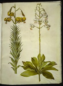 Lilium pyrenaicum (زنبق البرانس) ؛ ليليوم مارتاجون (إكليل الزنبق) بواسطة هانز سيمون هولتزبيكر